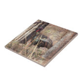 野生のトルコ タイル (側面)