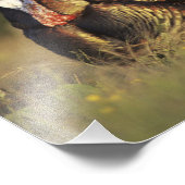 野生のトルコ，メリーグリスガロパボ，男性 フォトプリント            (角)