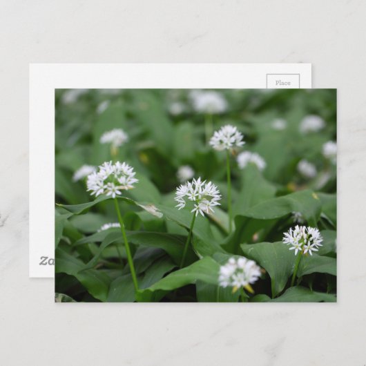 野生のニンニクまたはラムソンズアリウム ポストカード (正面/裏面)