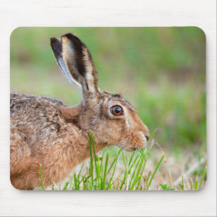 野生のノウサギはイギリスの食べ物の草の上で閉まります マウスパッド