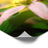 野生のハナミズキ花 ポスター (角)