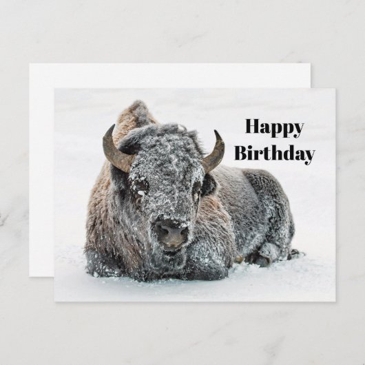 野生のバッファロー雪写真誕生日 ポストカード (正面/裏面)