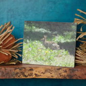 野生のバニープラーク フォトプラーク (側面)