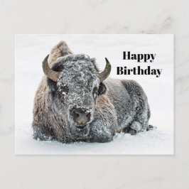 野生のバフロー　雪　写真　誕生日 ポストカード