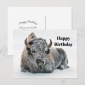野生のバフロー 雪 写真 誕生日 ポストカード (正面/裏面)