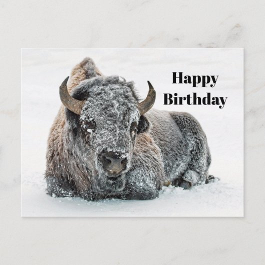 野生のバフロー 雪 写真 誕生日 ポストカード (正面)