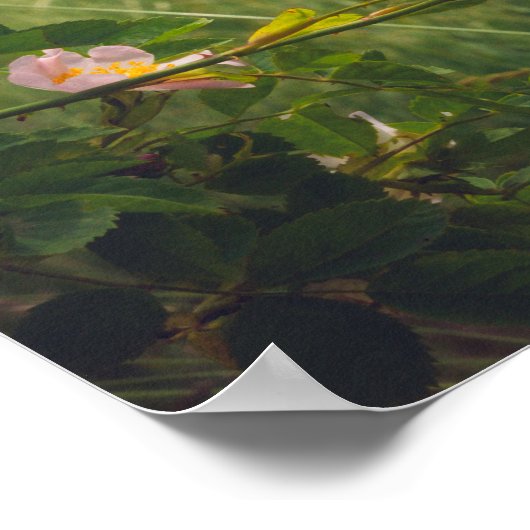 野生のバラと平和な田園風景 ポスター (角)