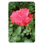 野生のバラの報酬の磁石 マグネット (縦)