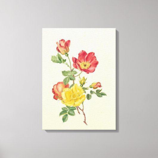 野生のバラの枝、アントワネット・ルーデン。 キャンバスプリント (正面)