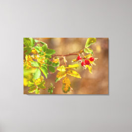 野生のバラ果実 キャンバスプリント