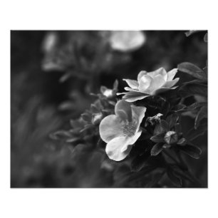 野生のバラ-花のファインアートの写真 フォトプリント