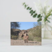 野生のバロス、ロバ、野生生物、葉書 ポストカード (スタンド正面)