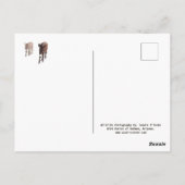 野生のバロス、ロバ、野生生物、葉書 ポストカード (裏面)