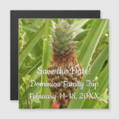 野生のパイナップル熱帯果実自然 (正面/裏面)