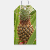 野生のパイナップル熱帯果実自然 ギフトタグ (正面)