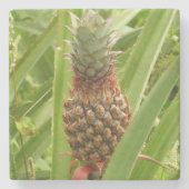 野生のパイナップル熱帯果実自然 ストーンコースター (正面)