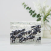 野生のビースト群 ポストカード (スタンド正面)