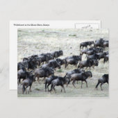 野生のビースト群 ポストカード (正面/裏面)