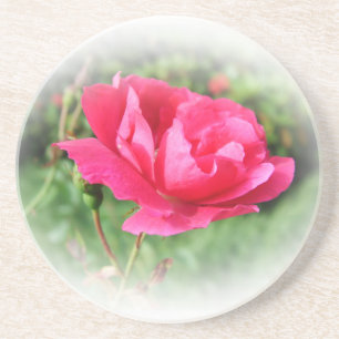 野生のピンクのバラの花 コースター