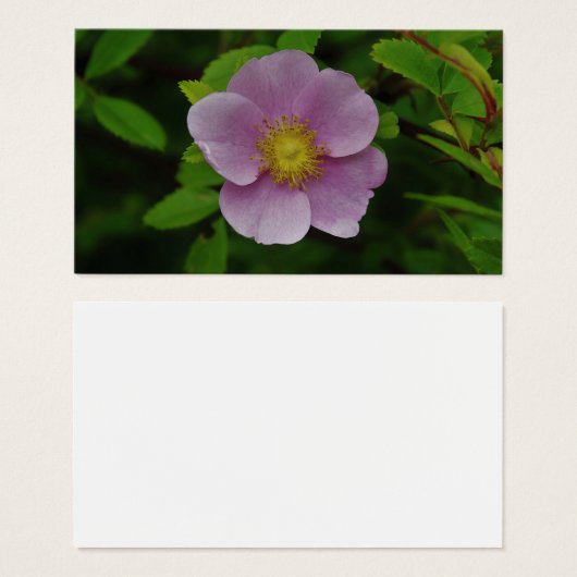 野生のピンクのバラ (正面&裏面)