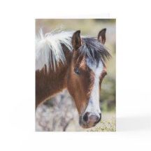 野生のピントのフィリー