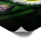 野生のフラバネデイジーフラワークローズアップ ポスター (角)