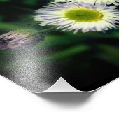 野生のフラバーンデイジーフラワークローズアップ8 x 10 フォトプリント            (角)