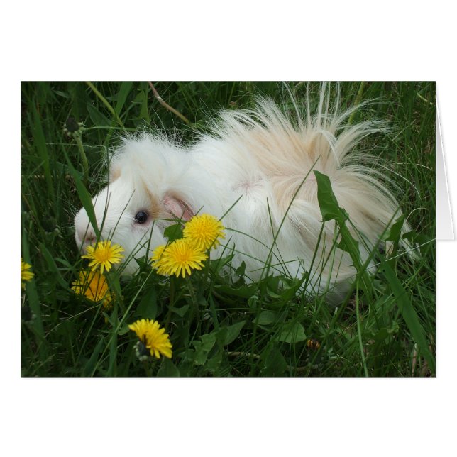 野生のブタ (正面横)