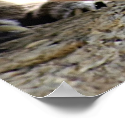 野生のプーマ ポスター (角)