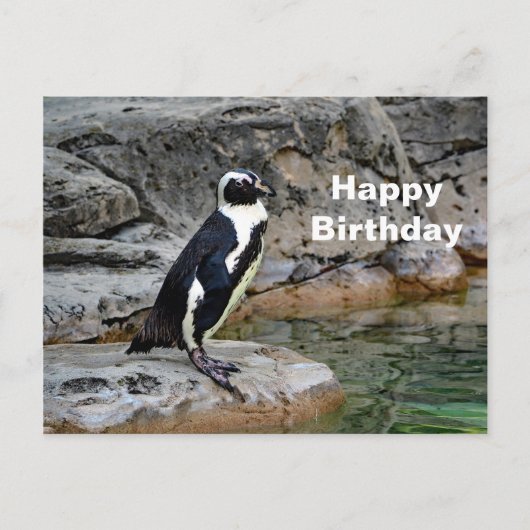 野生のペンギン写真 誕生日 ポストカード (正面)