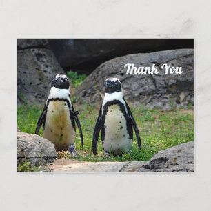 野生のペンギン ペア 写真 ありがとう ポストカード