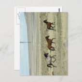 野生のホアスタッド ポストカード (正面/裏面)