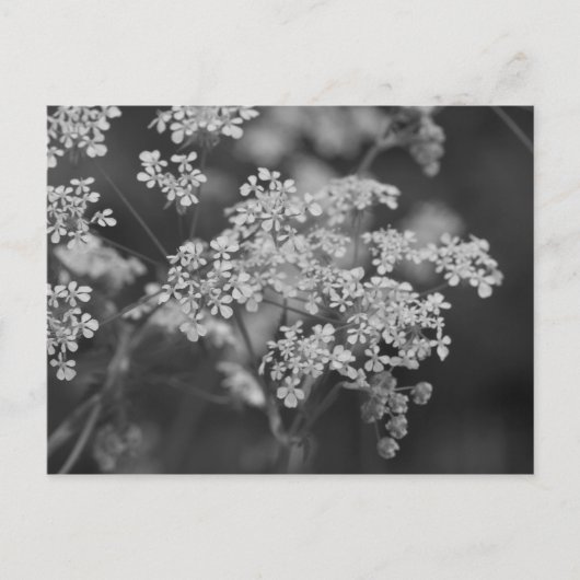 「野生のホッグウィード」 ポストカード (正面)