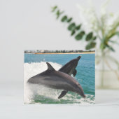 野生のボトルノースドルフィンジャンピングサニベルハガキ ポストカード (スタンド正面)