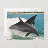 野生のボトルノースドルフィンジャンピングサニベルハガキ ポストカード (正面/裏面)