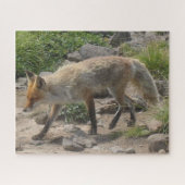 野生のポーズ：朝の光のキツネ ジグソーパズル (横)