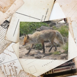 野生のポーズ：朝の光のキツネ ポストカード