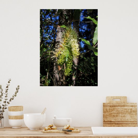 野生のマカダミアナッツツリーの開花 ポスター (キッチン)