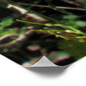 野生のマカダミアナッツツリーの開花 ポスター (角)