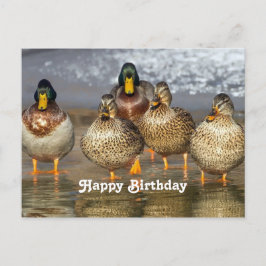 野生のマガモの写真 誕生日 ポストカード