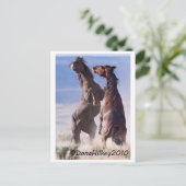 野生のマスタング戦 ポストカード (スタンド正面)