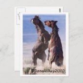 野生のマスタング戦 ポストカード (正面/裏面)