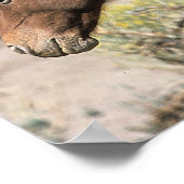 野生のマスタング馬が触れる ポスター (角)