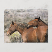 野生のマスタング馬が触れる ポストカード (正面)