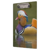 野生のマンダリンダックエクスクレリカラタ)オン暗い クリップボード (左)