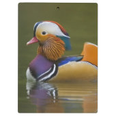 野生のマンダリンダックエクスクレリカラタ)オン暗い クリップボード (裏面)