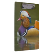 野生のマンダリンダックエクスクレリカラタ)オン暗い クリップボード (右)