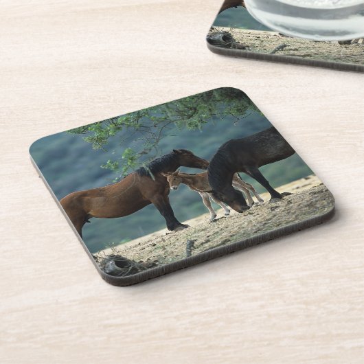 野生のムスタングのロバ及び子馬 コースター (左側)