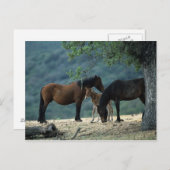 野生のムスタングのロバ及び子馬 ポストカード (正面/裏面)