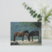 野生のムスタングのロバ及び子馬 ポストカード (スタンド正面)